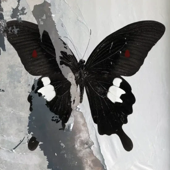 death cult paradise now 1 webp